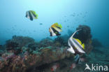 Masked bannerfish (Heniochus monoceros)