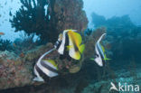 Masked bannerfish (Heniochus monoceros)