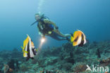 Masked bannerfish (Heniochus monoceros)