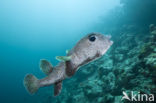 Spot-fin porcupinefish (Diodon hystrix)