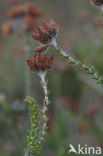 Cross-leaved Heather (Erica tetralix)