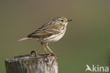 Graspieper (Anthus pratensis) 