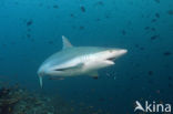 Grijze Rifhaai (Carcharhinus amblyrhynchos) 