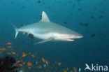 Grijze Rifhaai (Carcharhinus amblyrhynchos) 