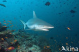 Grijze Rifhaai (Carcharhinus amblyrhynchos) 