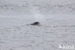 Groenlandse walvis (Balaena mysticetus)