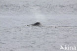 Bowhead whale (Balaena mysticetus)