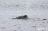 Bowhead whale (Balaena mysticetus)