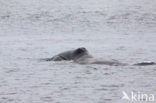 Bowhead whale (Balaena mysticetus)