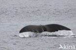 Groenlandse walvis (Balaena mysticetus)