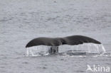 Groenlandse walvis (Balaena mysticetus)