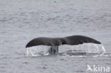 Bowhead whale (Balaena mysticetus)