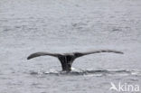 Bowhead whale (Balaena mysticetus)