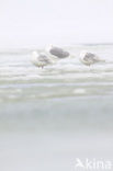 Glaucous Gull (Larus hyperboreus)