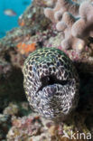 Laced moray