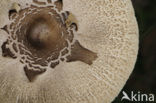 Parasol (Macrolepiota procera)