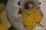 Parasol (Macrolepiota procera)