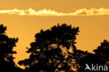 Scots Pine (Pinus sylvestris)