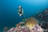 Feather star