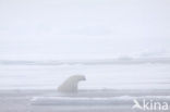 Polar bear (Ursus maritimus) 