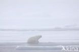 Polar bear (Ursus maritimus) 