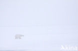 Polar bear (Ursus maritimus) 