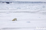 Polar bear (Ursus maritimus) 