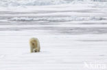 Polar bear (Ursus maritimus) 