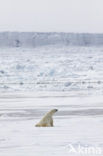 Polar bear (Ursus maritimus) 