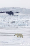 Polar bear (Ursus maritimus) 