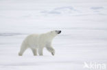 Polar bear (Ursus maritimus) 