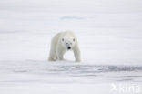 Polar bear (Ursus maritimus) 