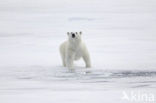 Polar bear (Ursus maritimus) 