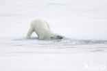 Polar bear (Ursus maritimus) 