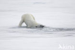 Polar bear (Ursus maritimus) 