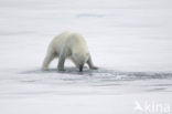 Polar bear (Ursus maritimus) 