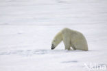 Polar bear (Ursus maritimus) 