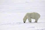 Polar bear (Ursus maritimus) 