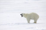 Polar bear (Ursus maritimus) 