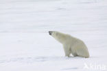 Polar bear (Ursus maritimus) 