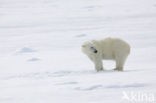 Polar bear (Ursus maritimus) 