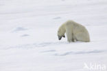 Polar bear (Ursus maritimus) 
