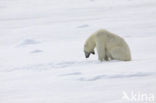 IJsbeer (Ursus maritimus) 