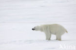 Polar bear (Ursus maritimus) 