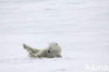 Polar bear (Ursus maritimus) 