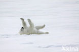 Polar bear (Ursus maritimus) 