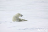 Polar bear (Ursus maritimus) 