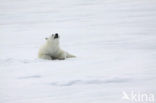 Polar bear (Ursus maritimus) 