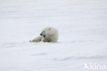 Polar bear (Ursus maritimus) 