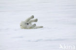 Polar bear (Ursus maritimus) 